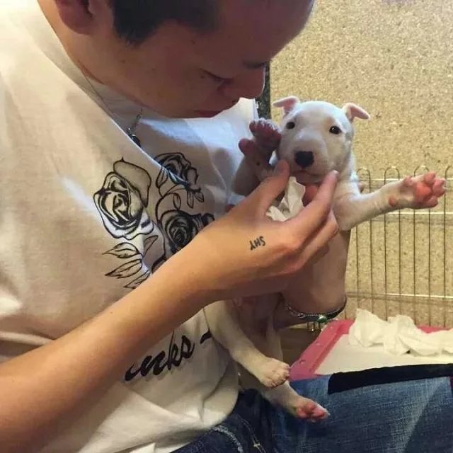 扶奇腾旭